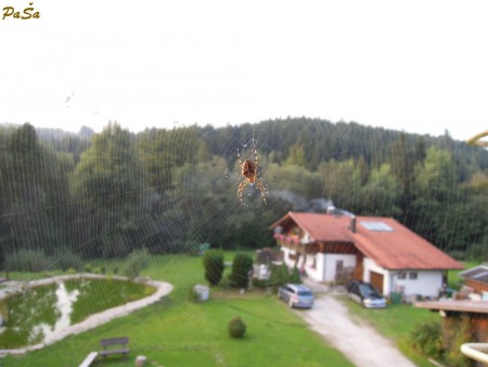 Bavorský pavouček